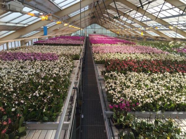 Kas met bloemen