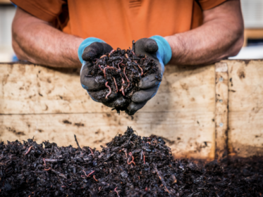 Handen houden wormencompost vast in bak