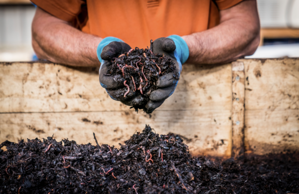 Handen houden wormencompost vast in bak