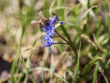 Close up bij op blauwe bloem